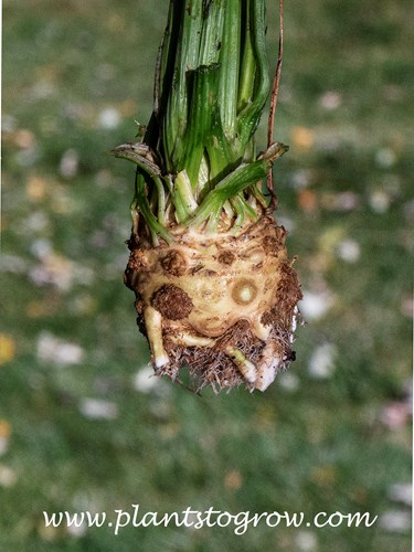 Celeriac (Apium graveolens var. rapaceum) 
This is knobby, edible bulbous-like part of the plant.  When cut it will have